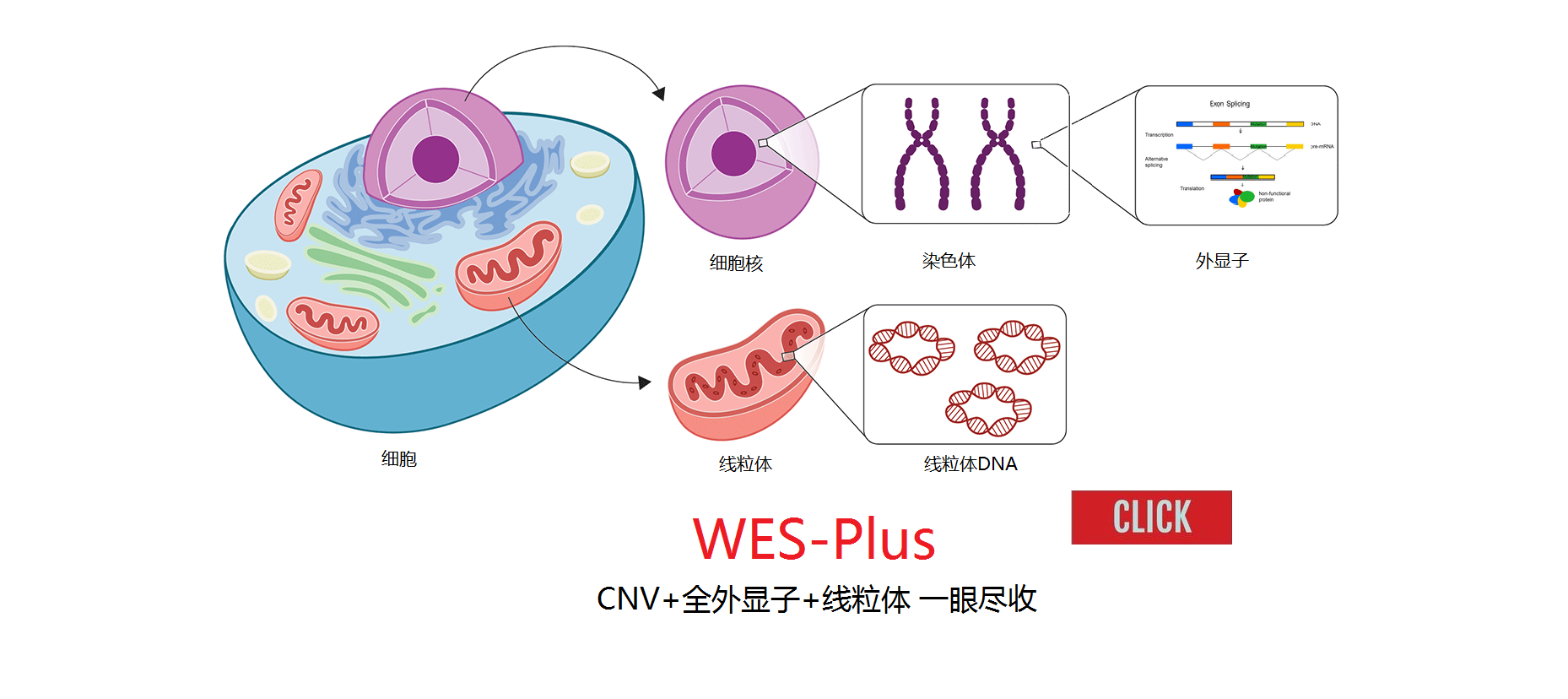 heredity&2-1-1